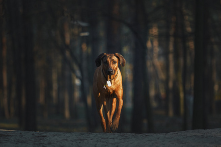 漂亮的小狗罗得西亚脊背龙猎犬在户外。狗将接收的命令