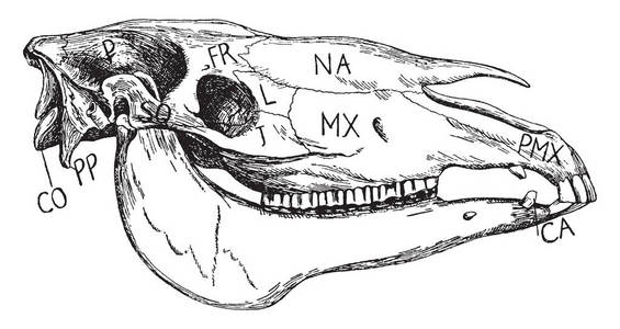 马头鱼尾的怪兽和美人鱼不同动物的骨头和头骨-徒手指已提到的人解剖