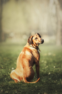 漂亮的小狗罗得西亚脊背龙猎犬在户外。狗将接收的命令