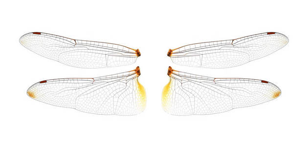 白色背景蜻蜓翅