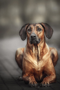 漂亮的小狗罗得西亚脊背龙猎犬在户外。狗将接收的命令