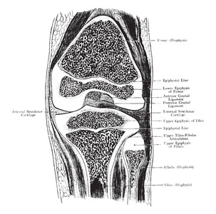 这个插图代表的正面部分通过膝关节, 复古线画或雕刻插图