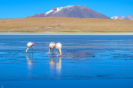 火烈鸟，爱德华多 Avaroa 安第斯动物区系国家储备玻利维亚