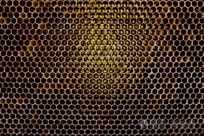 背景纹理和图案的蜡蜂窝从蜂巢填满了金蜜在全屏视图中的一段