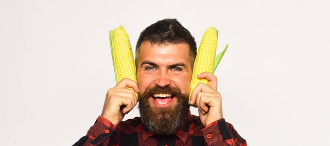 农夫与黄色玉米在耳朵附近愉快的面孔