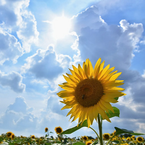 向日葵盛开在农场领域与蓝蓝的天空和云。美丽的自然彩色的背景。在自然中绽放