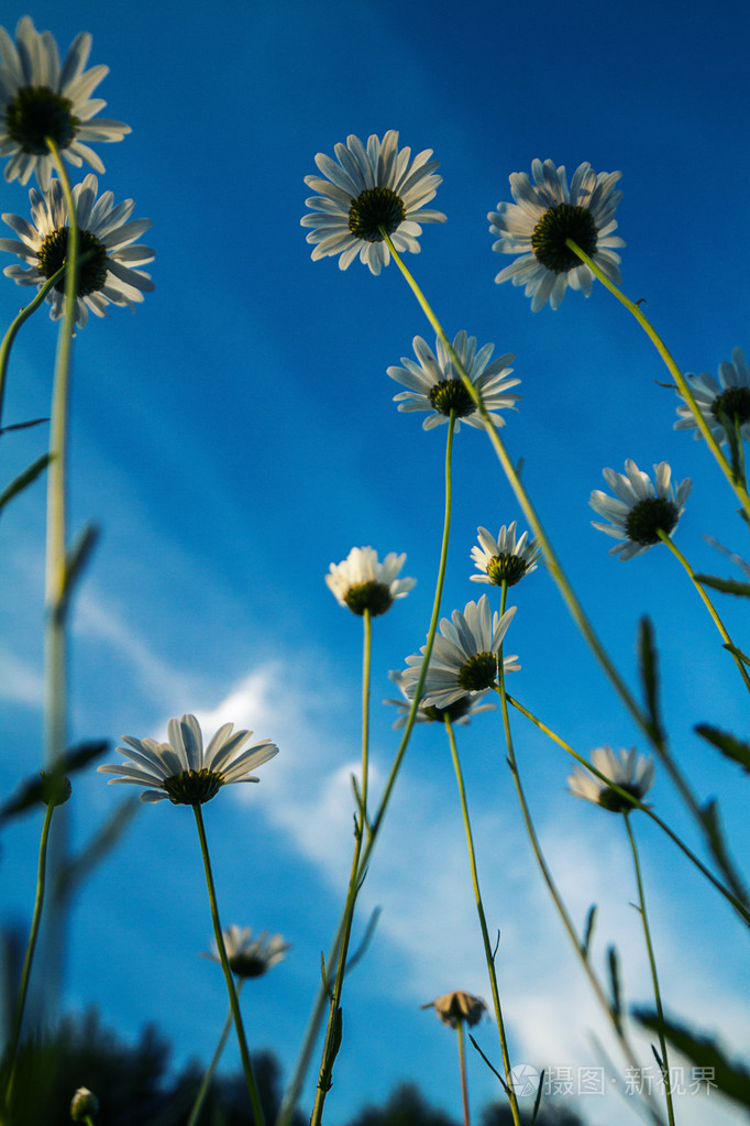 蓝蓝的天空的背景上的雏菊