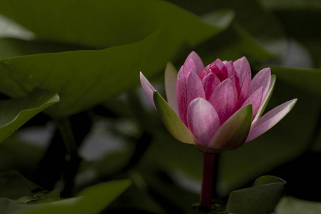 粉红莲花花植物区系