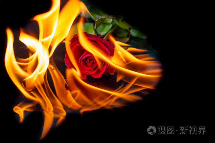 黑色背景上燃烧的玫瑰