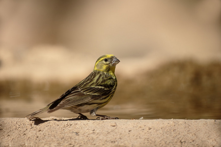 serin，serinus serinus