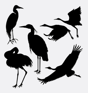 白鹭鹳 苍鹭 白鹭 鹤动物剪影照片