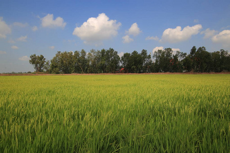 稻田的农田里有一排树在后面。全生长的稻田