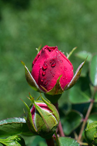 下在花园的背景下绽放出美丽多彩的玫瑰花蕾盛开的美丽的红玫瑰的花蕾