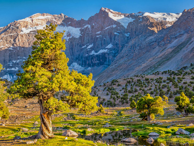 山风景与绿色杜松树在阳光下在岩石山背景.