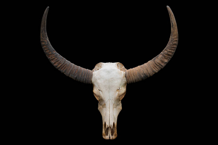 牛头骨,上面有一个黑色的背景上长角照片