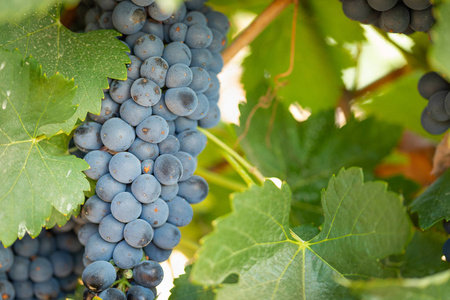 与葱郁的葡萄园，熟了红酒的葡萄在葡萄藤上准备收获