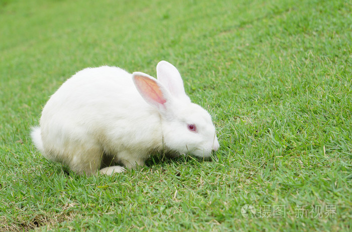 白色的兔子坐在绿色的草地上,在夏季的一天.与复制