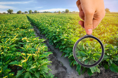 食品科学家检查茄子是否有化学药品和杀虫剂。健康的蔬菜。果树.农业。收获。农业作物。农工业产业结构研究