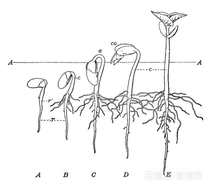 在发芽过程中, 豆籽有四个不同的发育阶段, 复古线画或雕刻插图