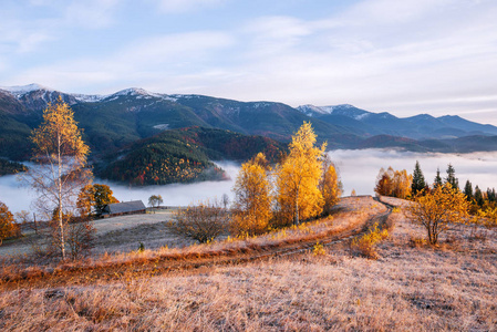 风景如画的山路。秋天的风景与清晨的薄雾。山上美丽的森林。黄叶桦树