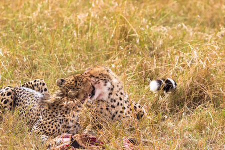 两个猎豹兄弟互相祝贺猎物。马赛马拉, 肯尼亚