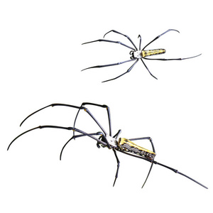 蜘蛛蜘蛛斑 Pilipes。在白色背景上被隔离