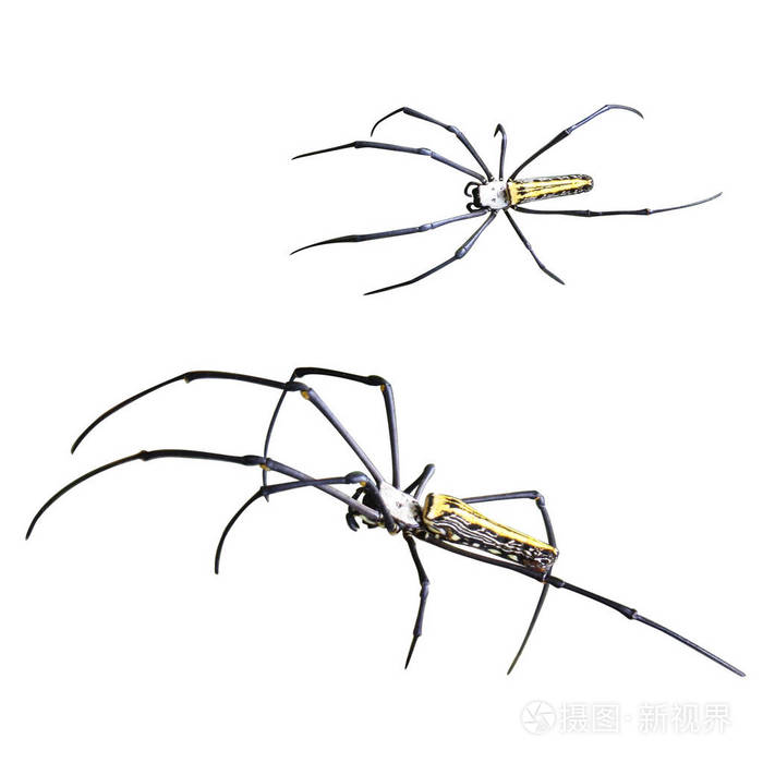 蜘蛛蜘蛛斑pilipes在白色背景上被隔离