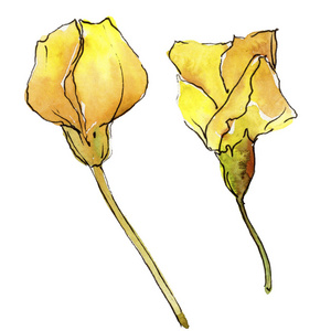 水彩黄相思叶。叶植物植物园花叶。独立的插图元素。背景纹理包装图案框架或边框的水彩画叶