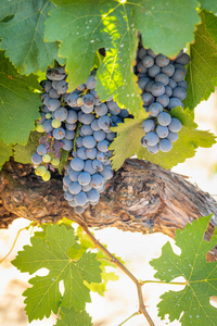与葱郁的葡萄园，熟了红酒的葡萄在葡萄藤上准备收获