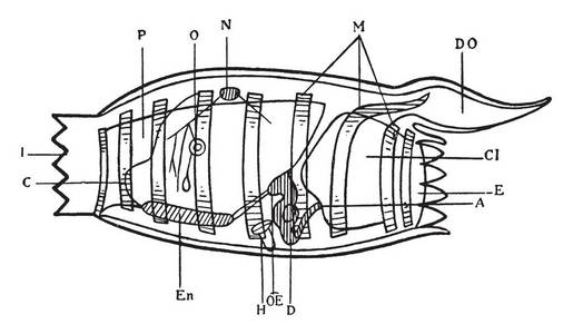 这个插图代表 Doliolum Mulleri, 复古线画或雕刻插图