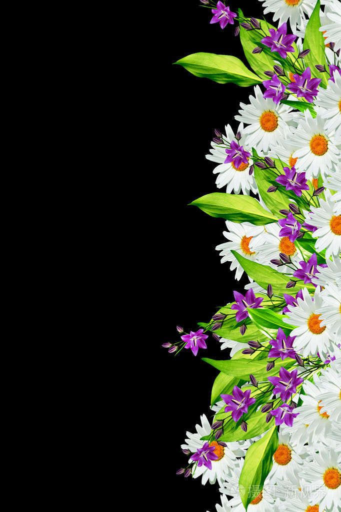 孤立在黑色背景上的雏菊夏日白花