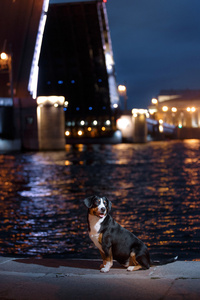 Entlebucher 山狗，Sennenhund 走在一个夜晚