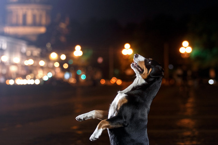 Entlebucher 山狗，Sennenhund 走在一个夜晚