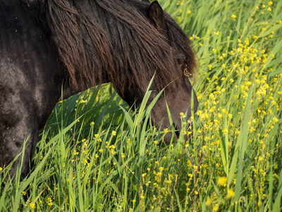 自然保护区 konik 特洛伊木马马和 mostard 种子