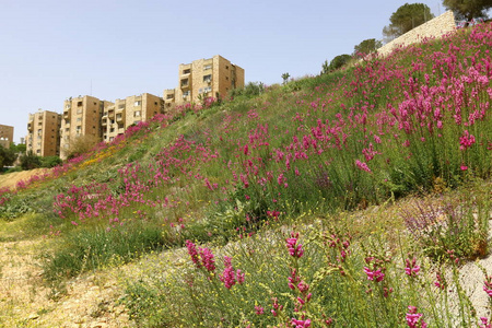 以色列北部一个小城市的景观图片