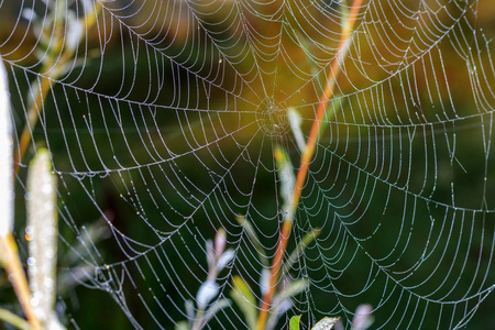 绿色植物背景下的露水滴蜘蛛网图片