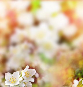 白茉莉。分支微妙的春天的花朵