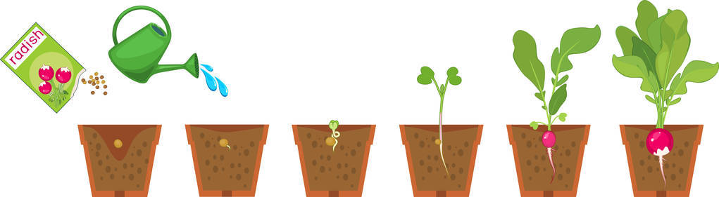 盆栽白底白底盆栽萝卜种子和芽苗生长阶段的研究照片