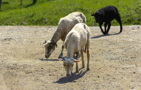 白褐色的绵羊。一种大的旋转角的动物, 擦伤在绿草的背景下。村