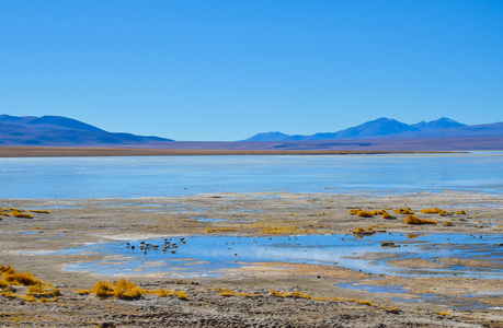 爱德华多  Avaroa 安第斯动物国家级保护区，Boliviaduardo Avaroa 安第斯动物区系国家储备玻利维亚