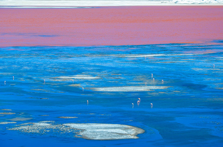 红色的泻湖，爱德华多 Avaroa 安第斯动物区系国家储备玻利维亚