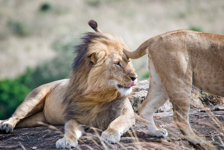狮子在热带稀树草原，看着路过母狮和渲染它倾向于坚持他的舌头