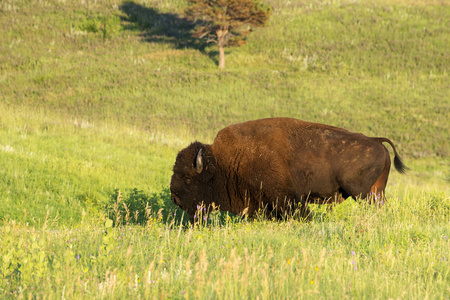 南达科塔黑丘卡斯特州立公园的野牛群