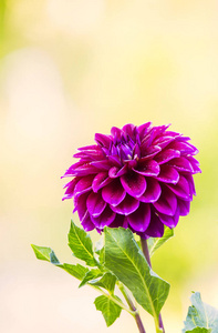 大丽花花。关闭视图紫色清新美丽的大丽花花绿色背景在 gard