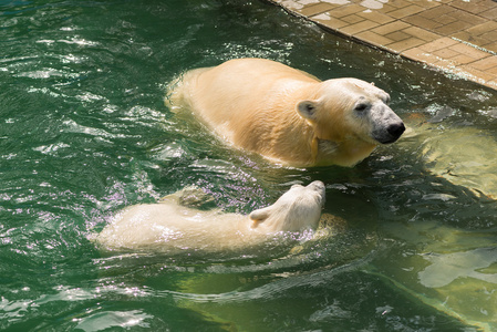 在动物园里的白色北极熊图片