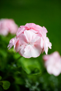 美丽的粉红色天竺葵
