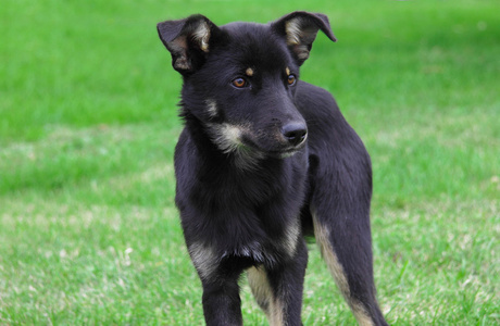 在绿色草地上的小黑狗图片