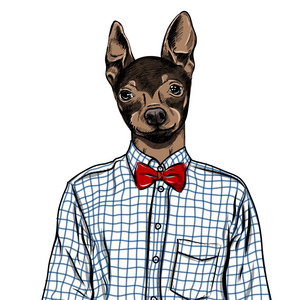 手绘制时装插画的打扮英语小猎犬，在颜色。矢量
