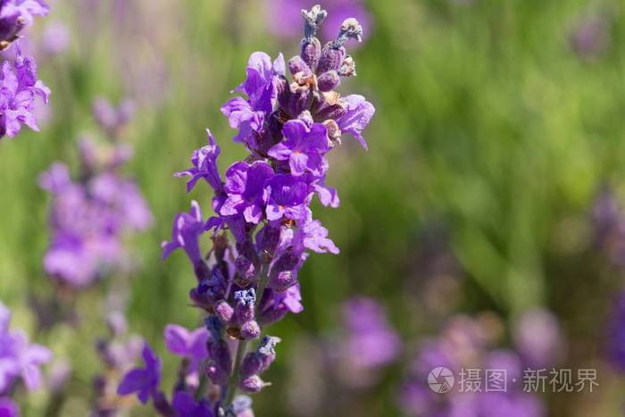 薰衣草田紫色花草本植物植物花照片 正版商用图片0scmn6 摄图新视界 薰衣草田紫色花草本植物植物花照片 正版商用图片0scmn6 摄图新视界
