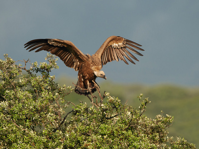 狮鹫外阴Gyps fulvus